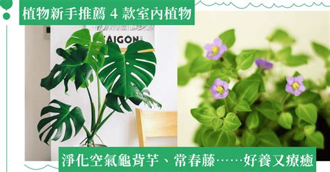 房間適合種什麼植物|植物殺手也不怕，8 款適合「室內植栽」品種介紹，增。